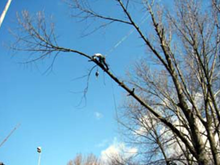 Galerie-Bild 3: ASCEND Baumpflege aus Hamburg von ASCEND Baumpflege , D. Wolfertz (B.Sc. Arboristik), Baumfällungen Baumgutachten