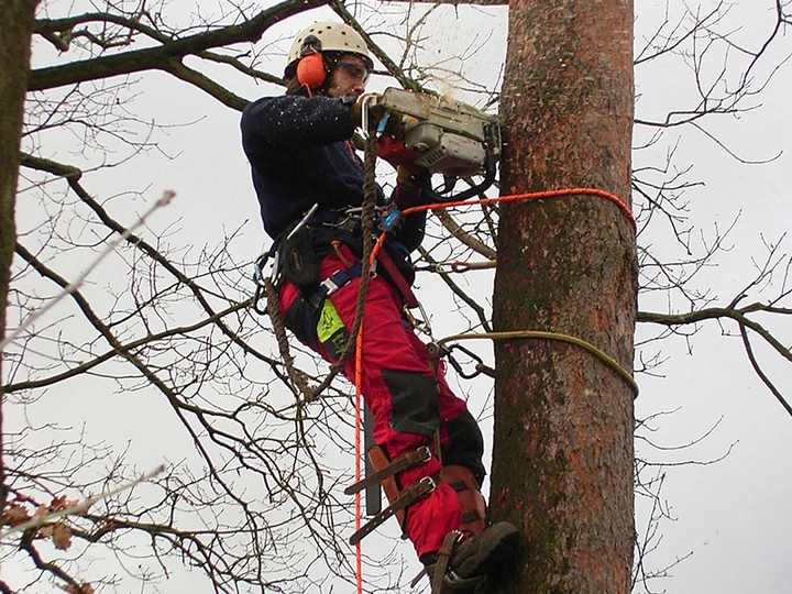 Galerie-Bild 4: ASCEND Baumpflege aus Hamburg von ASCEND Baumpflege , D. Wolfertz (B.Sc. Arboristik), Baumfällungen Baumgutachten