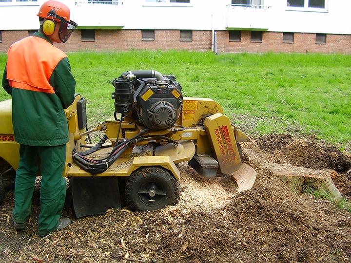 Galerie-Bild 6: ASCEND Baumpflege aus Hamburg von ASCEND Baumpflege , D. Wolfertz (B.Sc. Arboristik), Baumfällungen Baumgutachten