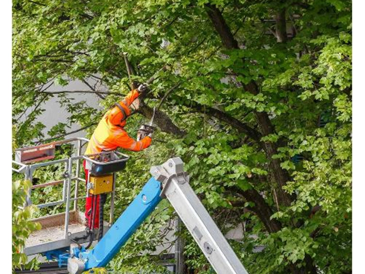 Galerie-Bild 1: Arbor Vita Baumpflege von ARBOR VITA , Baumpflege