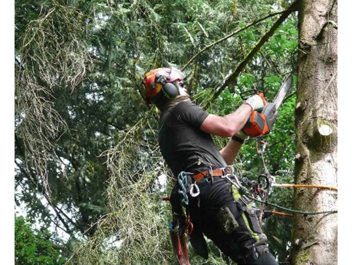 Galerie-Bild 3: Arbor Vita Baumpflege von ARBOR VITA , Baumpflege