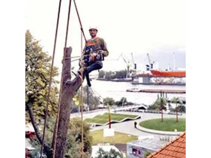 Galerie-Bild 5: Arbor Vita Baumpflege von ARBOR VITA , Baumpflege