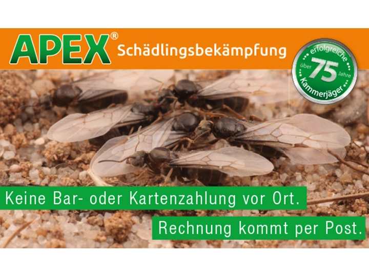 Galerie-Bild 2: . von APEX Schädlingsbekämpfung 