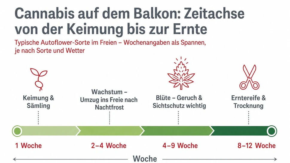 Zeitachse von der Keimung bis zur Ernte.