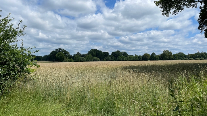 Galerie-Bild 4: Getreidefeld in der Feldmark