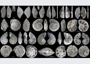 Mikrofossilien von der Jurassic Coast von Dorset