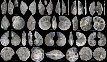 Mikrofossilien von der Jurassic Coast von Dorset