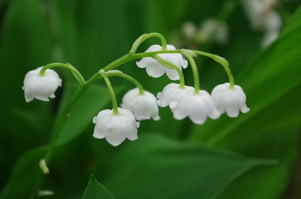 Maiglöckchen - Giftpflanze des Jahres 2014