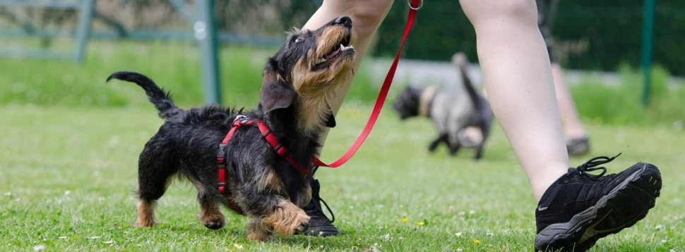 Dackel in der Hundeschule, © 825545 / pixabay.com