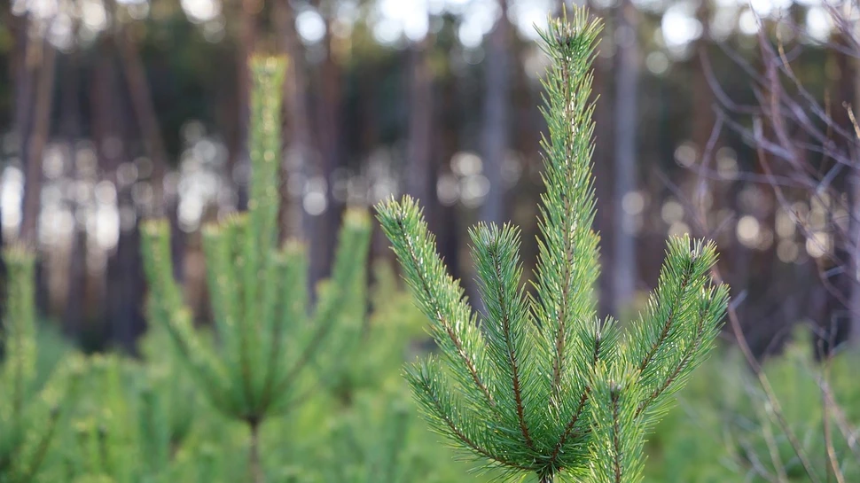 Spitzen von Tannenbäumen