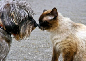 Hund und Katze, © Ulla Trampert / pixelio.de