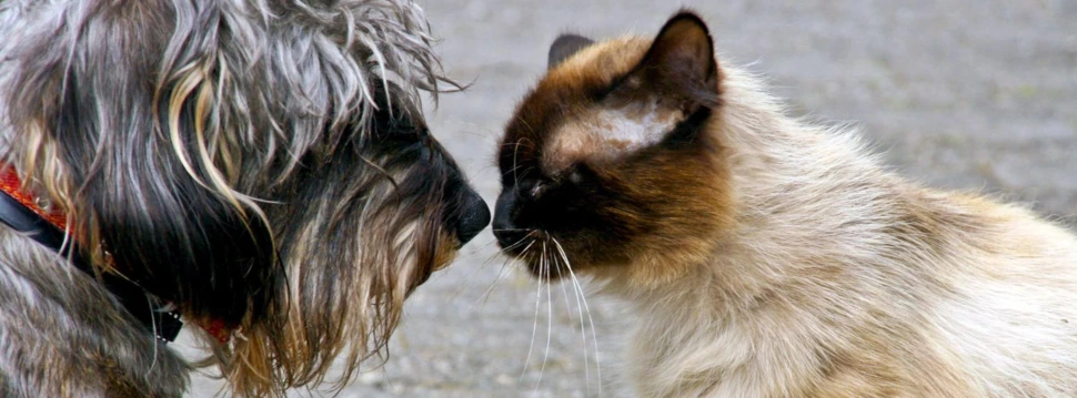 Hund und Katze, © Ulla Trampert / pixelio.de