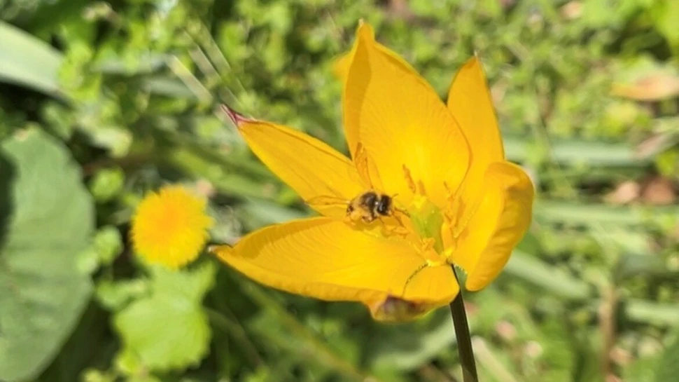 Wildtulpe