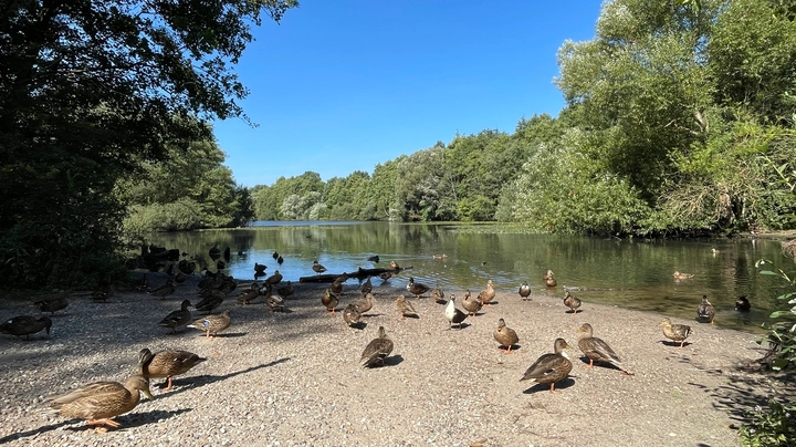 Galerie-Bild 5: Enten am Helmuth-Schack-See
