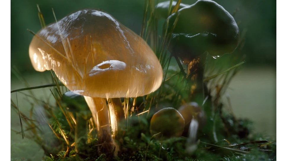 "Flowers and mushrooms" von Peter Fischli und David Weiss