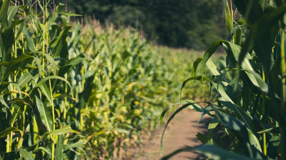 Ein breiter Weg durch ein Maislabyrinth