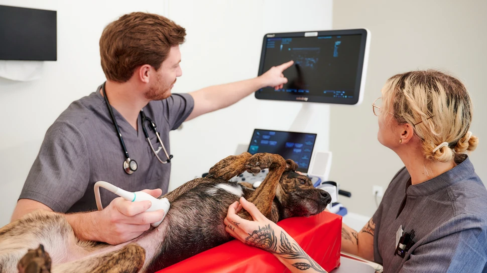 Moderne Ausstattung bei filu sorgt für genaue Diagnosen und die richtige Behandlung Hund beim Ultraschall auf einem Behandlungstisch, daneben zwei Tierärzte
