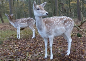 Damwild im Wildgehege Rissen