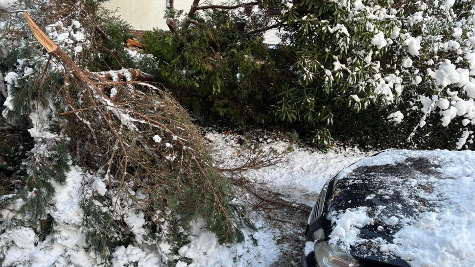 unter der Schneelast zusammengebrochener Baum