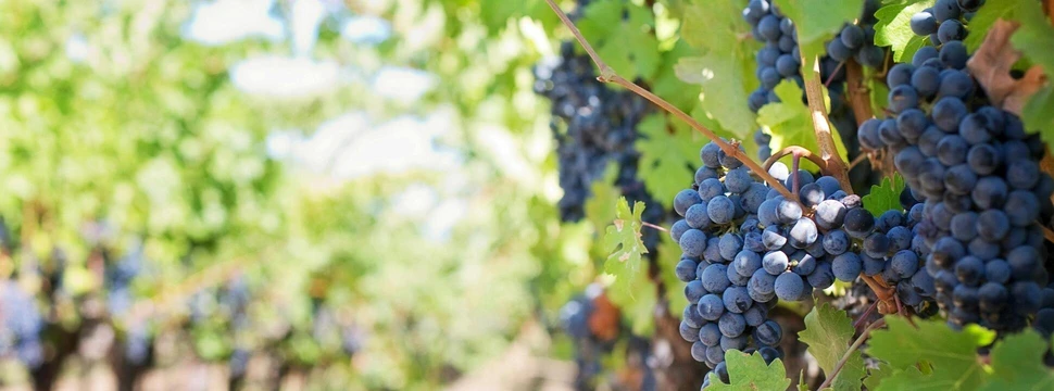 Weintrauben, die auf einem Weinberg in der Sonne reifen
