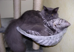 Rassekatzen, © hamburg-magazin.de