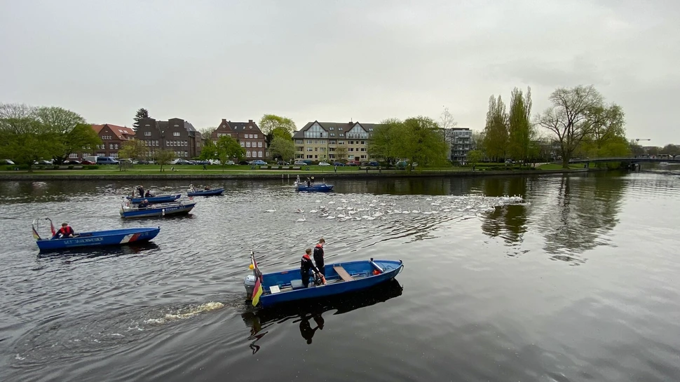 Die Alsterschwäne wird von Begleitbooten des Schwanenwesens vom Winterquartier auf die Alster getrieben