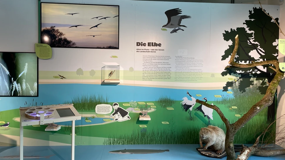 Die Elbe in einer interaktiven Umgebung erklärt, mit Biber