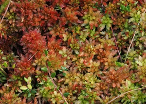 rot und grün gefärbte Tormoose