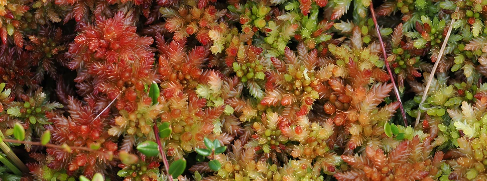 rot und grün gefärbte Tormoose