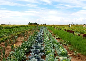 Angelegter Gemüsegärten mit Kohlköpfen und weiterem Gemüse