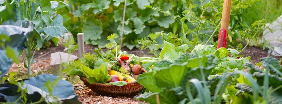 Angelegter Gemüsegärten mit Kohlköpfen und weiterem Gemüse