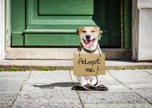 Hund adoptieren, © iStock/damedeeso