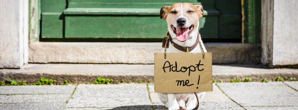 Hund adoptieren, © iStock/damedeeso
