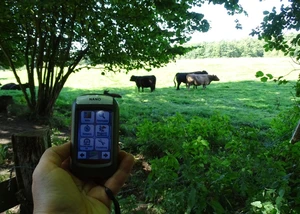 Eine Person hält ein GPS-Gerät in der Hand, während im Hintergrund eine grüne Weidelandschaft mit grasenden Rindern unter Bäumen zu sehen ist.