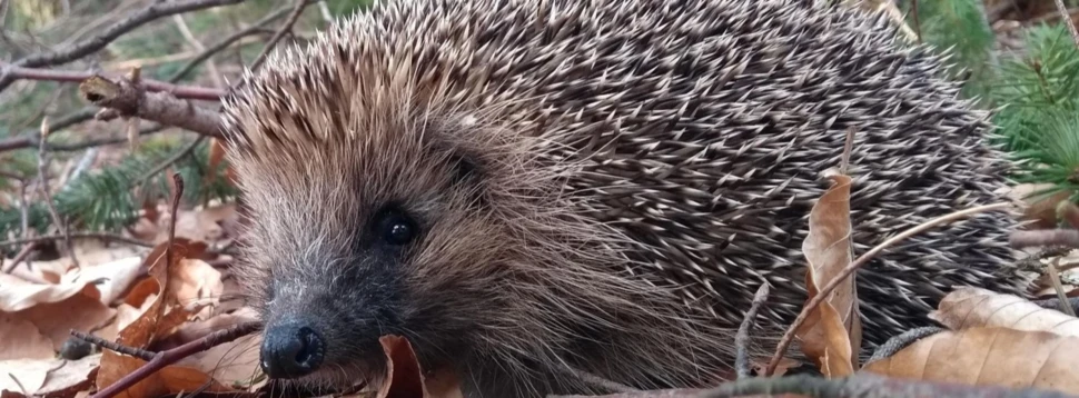 Igel, © Vier Pfoten/Tierart