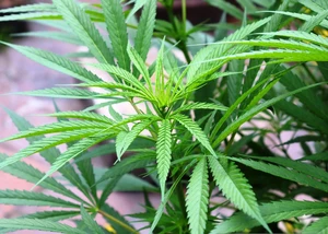 Cannabis Pflanze