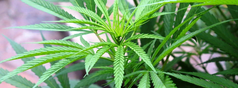 Cannabis Pflanze