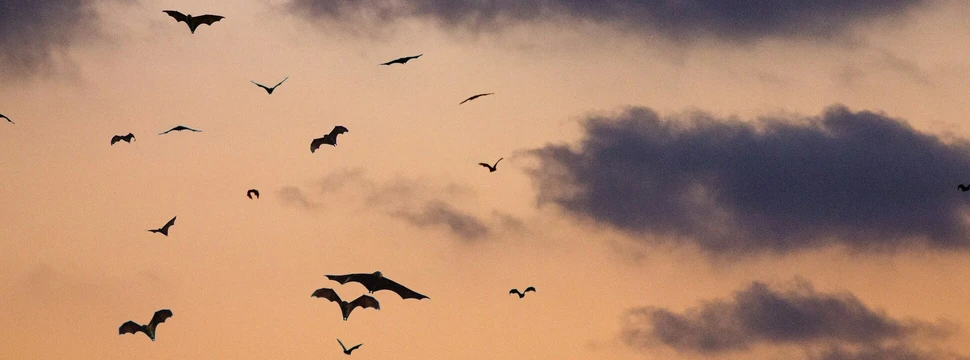 Düsterer Himmel mit Fledermäusen, © Clément Falize