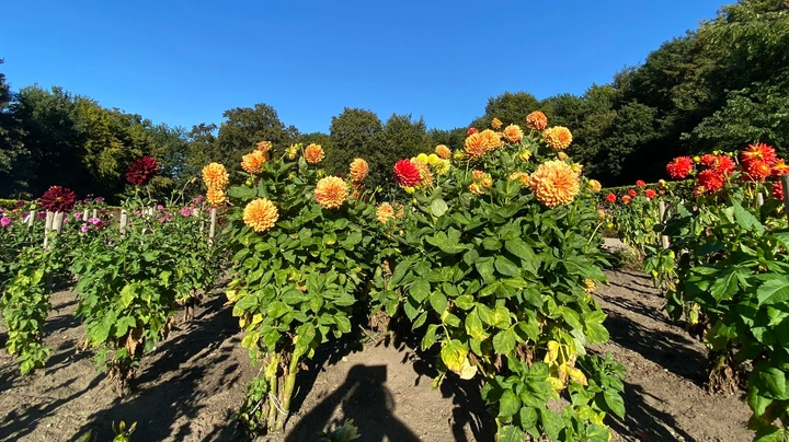 Galerie-Bild 6: Dahliengarten im Volkspark
