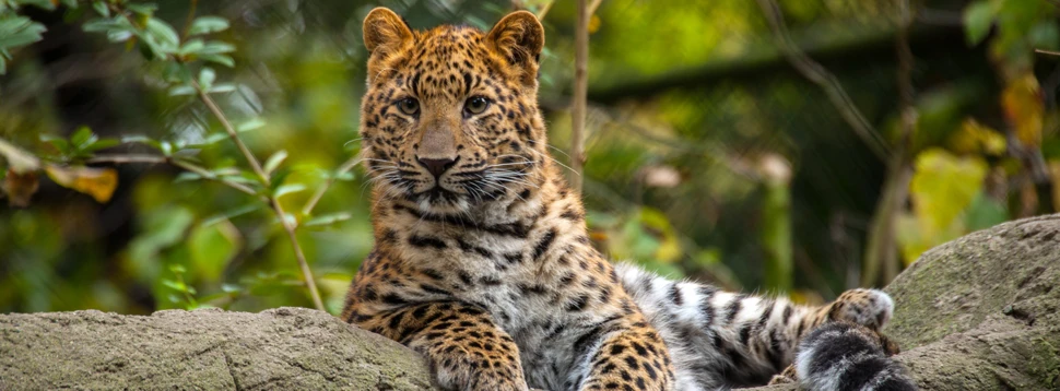 Nordchinesischer Leopard, © Hagenbeck
