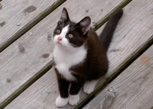 Katze, © hamburg-magazin.de