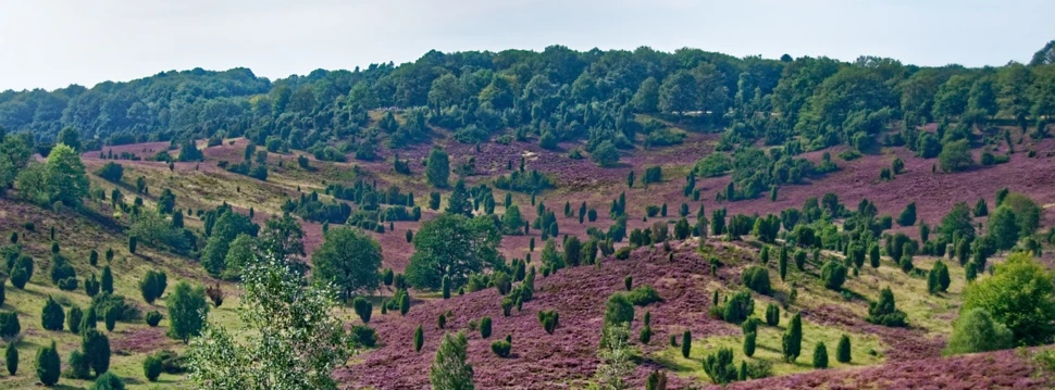 Lüneburger Heide, © Makalu / pixabay.com