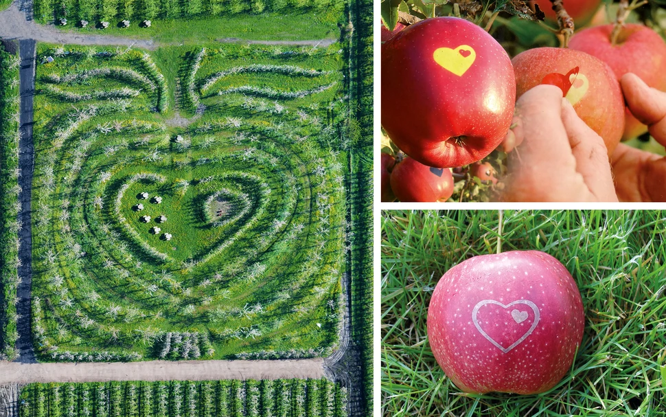 Hofführung auf dem Herzapfelhof mit Besuch des Herz-Apfel-Gartens Hofführung auf dem Herzapfelhof mit Besuch des Herz-Apfel-Gartens