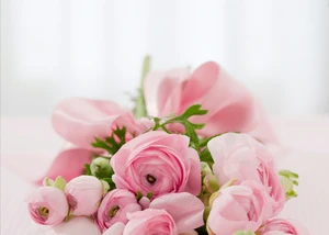 Rosen in der Farbe rosa