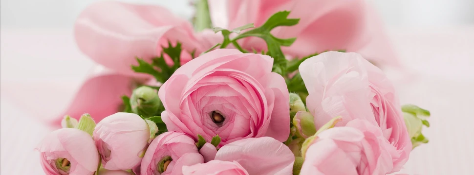 Rosen in der Farbe rosa