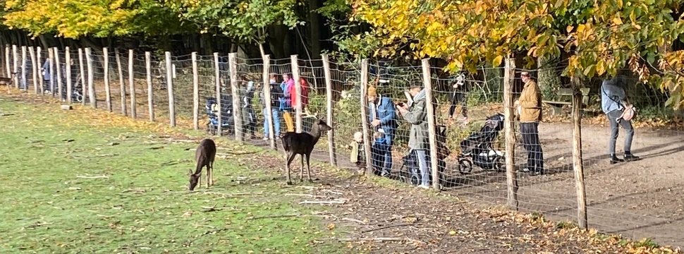Damwild im Niendorfer Gehege vor ein paar Besuchern