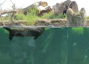 Ein Fischotterweibchen in ihrem Freigehege in Tönning an der Eider mit Baumstämmen und Kräutern im Hintergrund