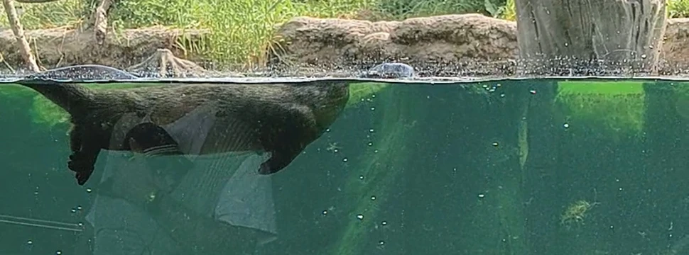 Ein Fischotterweibchen in ihrem Becken im Multimar Wattforum in Tönning Ein Fischotterweibchen in ihrem Freigehege in Tönning an der Eider mit Baumstämmen und Kräutern im Hintergrund