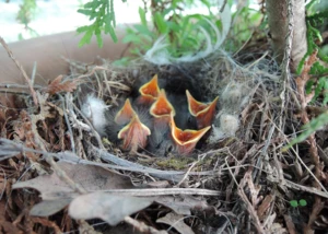 Bachstelzen Jungvögel, © Deutscher Tierschutzbund e. V.