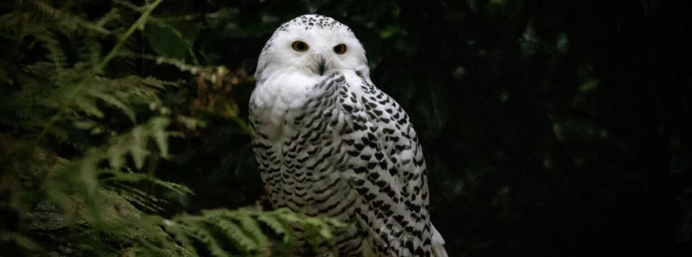 Schneeeule im Wildpark Schwarze Berge, © T. Schomers